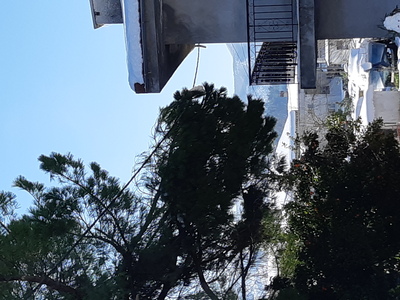 Σπασμένα κλαδιά δέντρου.