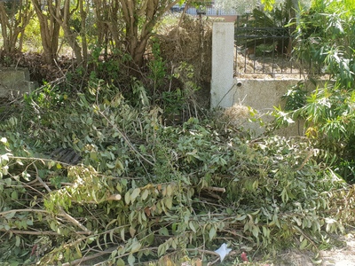 Κλαδεματα Πευκι