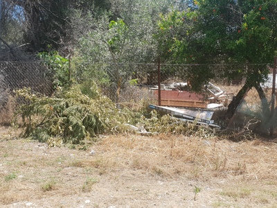 Χορτα Πευκι 