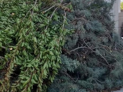 Κλαδεματα Ασμηνιο