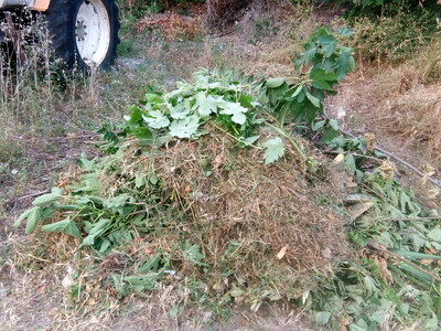 αποκομιδη κλαδιων