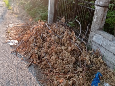 Κλαδιά Καμάρια