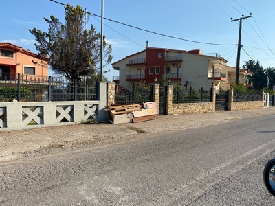 Πευκι στερεα κλαρια 