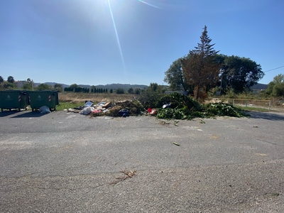 Πευκι κλαρια 