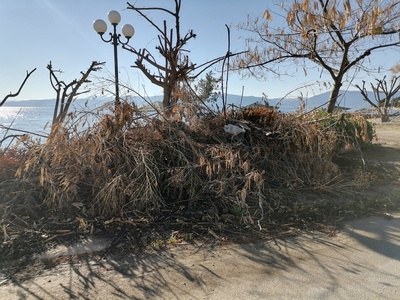 Κλαρια ΓΙΑΛΤΡΑ