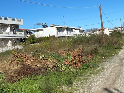 Κλαδια πευκι