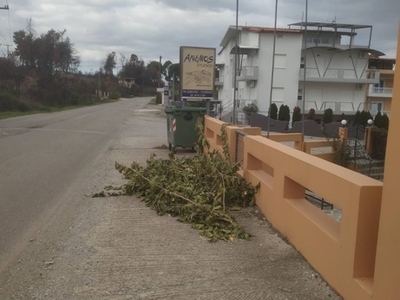 Πευκι κλαδια