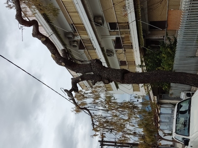 Επικίνδυνο ξεραμένο πεύκο στα Λουτρά Αιδηψού.