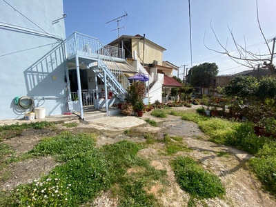 Πευκι λαμπρεικα