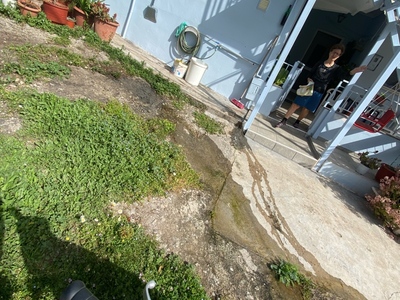 Πευκι λαμπρεικα