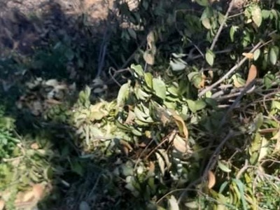 ΚΛΑΔΙΑ ΑΣΜΗΝΙ