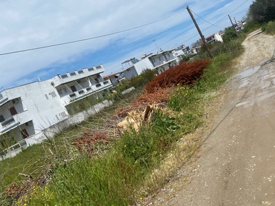 Πευκι κλαρια 