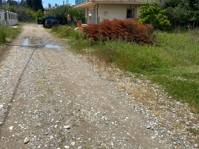 Πευκι κλαρια 