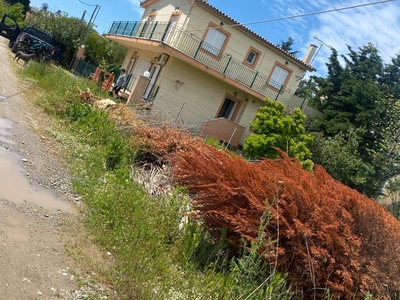 Πευκι κλαρια 