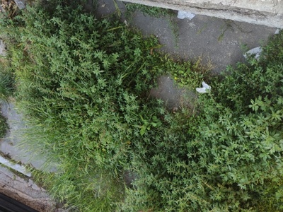 Χόρτα στο Πεζοδρομιο 