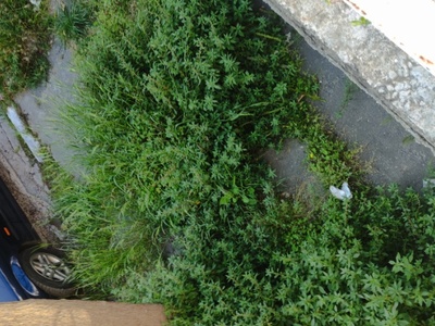 Χόρτα στο Πεζοδρομιο 