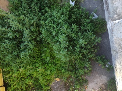 Χόρτα στο Πεζοδρομιο 