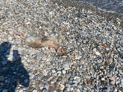 Πευκι Νεκρο αρνι μπροστα στο καμπινκ