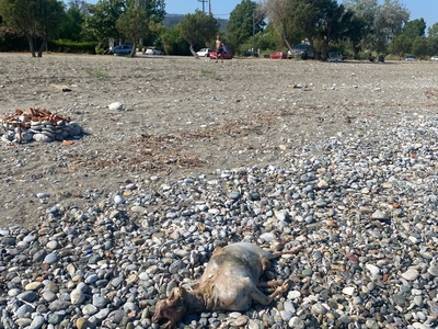 Πευκι Νεκρο αρνι μπροστα στο καμπινκ