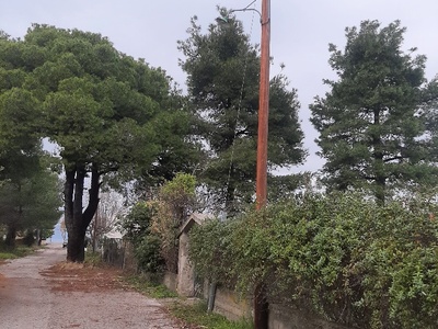 ΠΕΥΚΙ ΚΑΜΕΝΗ ΛΑΜΠΑ