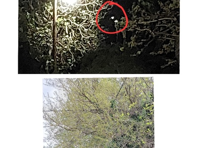 Καμένη λάμπα Κρυονερίτης