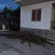 Κλαριά