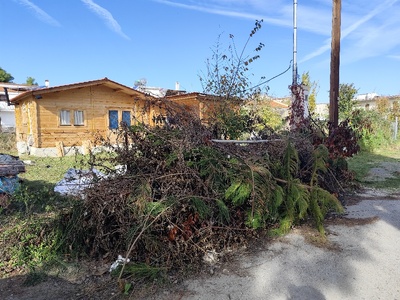 κλαδια Πευκι