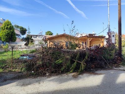 κλαδια Πευκι