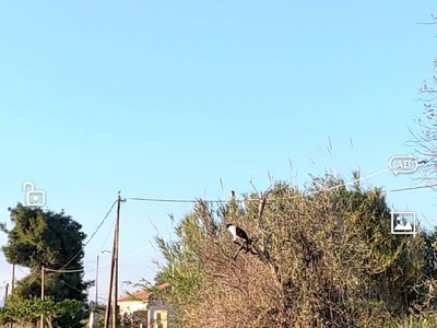 ΔΡΟΜΟΣ ΩΡΕΟΙ ΤΣΟΚΑΙΤΗ
