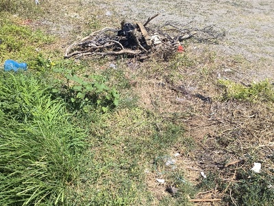 Σκουπίδια και χόρτα Λιμάνι Πευκί