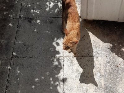 ΑΔΕΣΠΟΤΑ